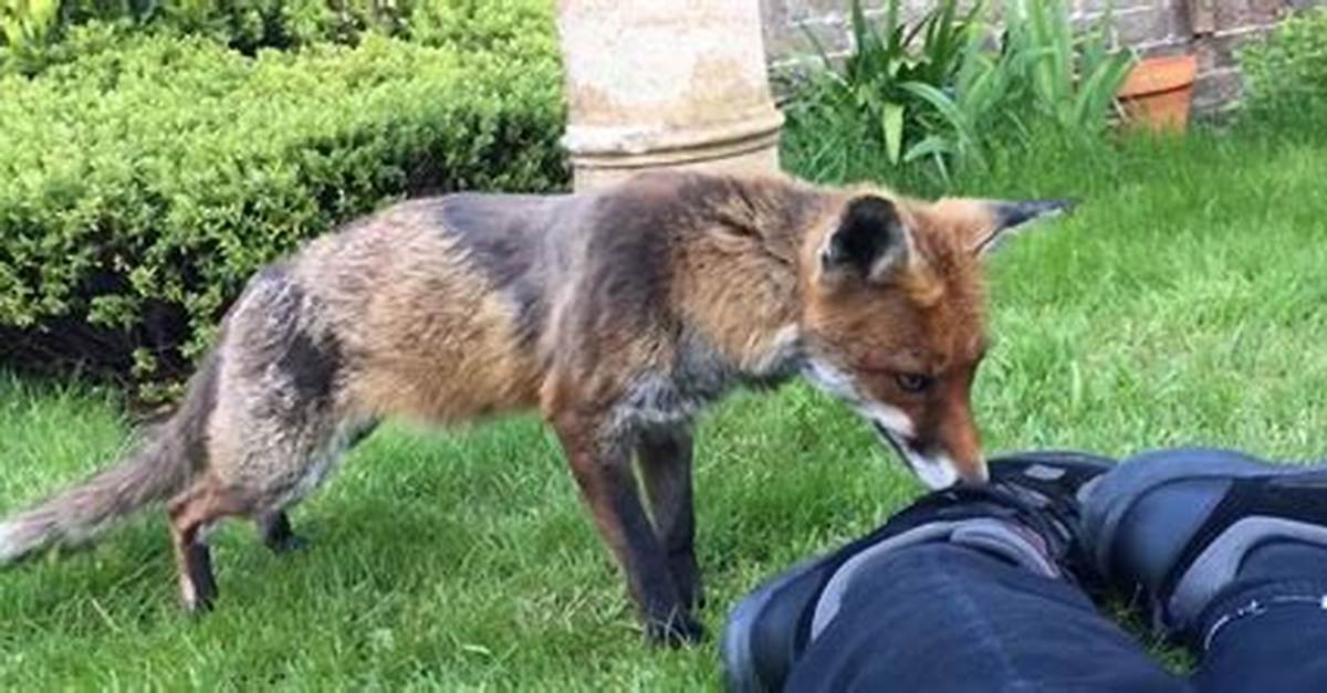 Does Foxes Attack Humans?