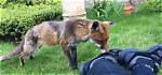 Does Foxes Attack Humans?