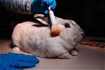 Does Framesi Test on Animals?