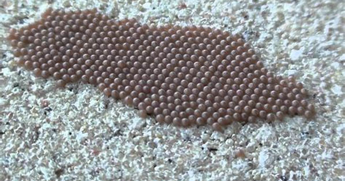 Does Freezing Moth Eggs Kill Them?