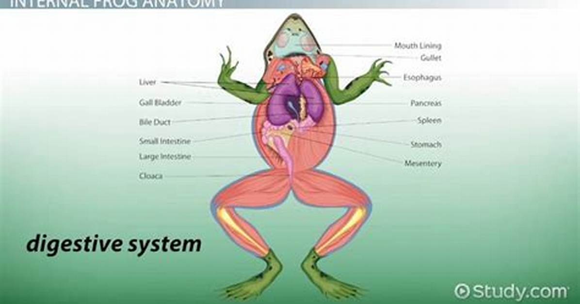 Does Frog Have Belly?