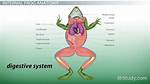 Does Frog Have Belly?