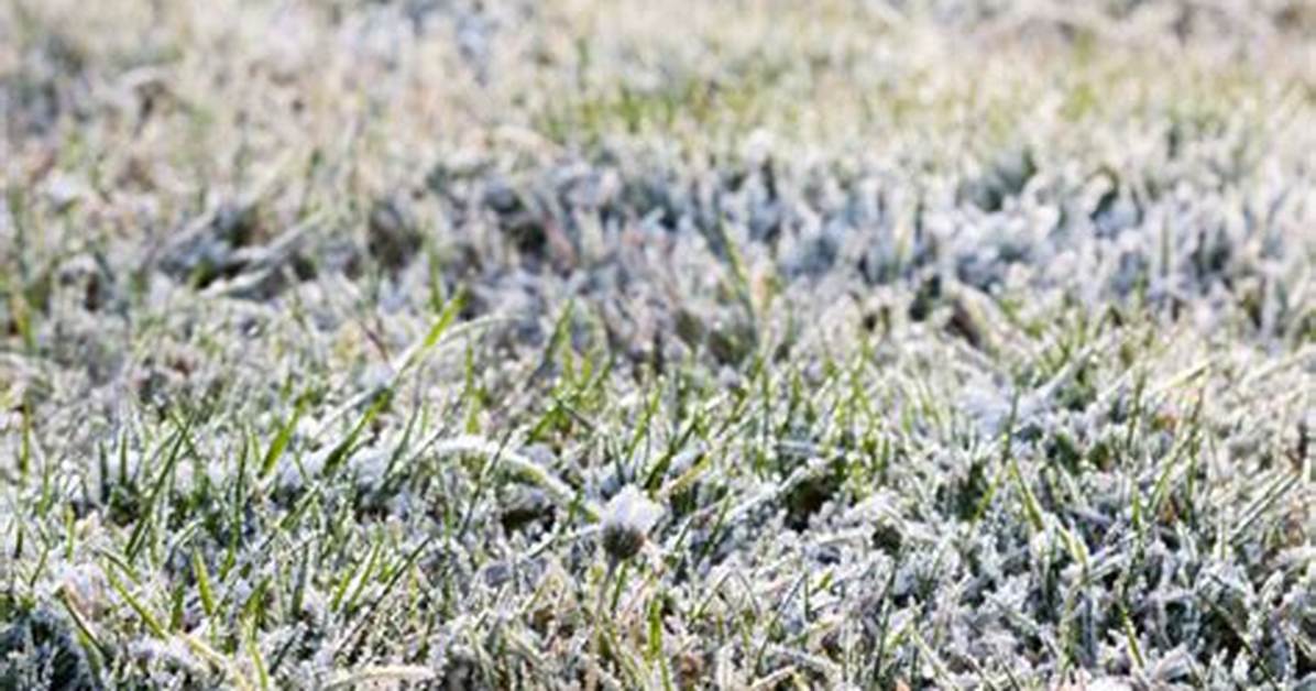 Does Frost Affect Acers?