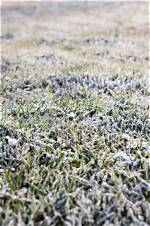 Does Frost Affect Acers?