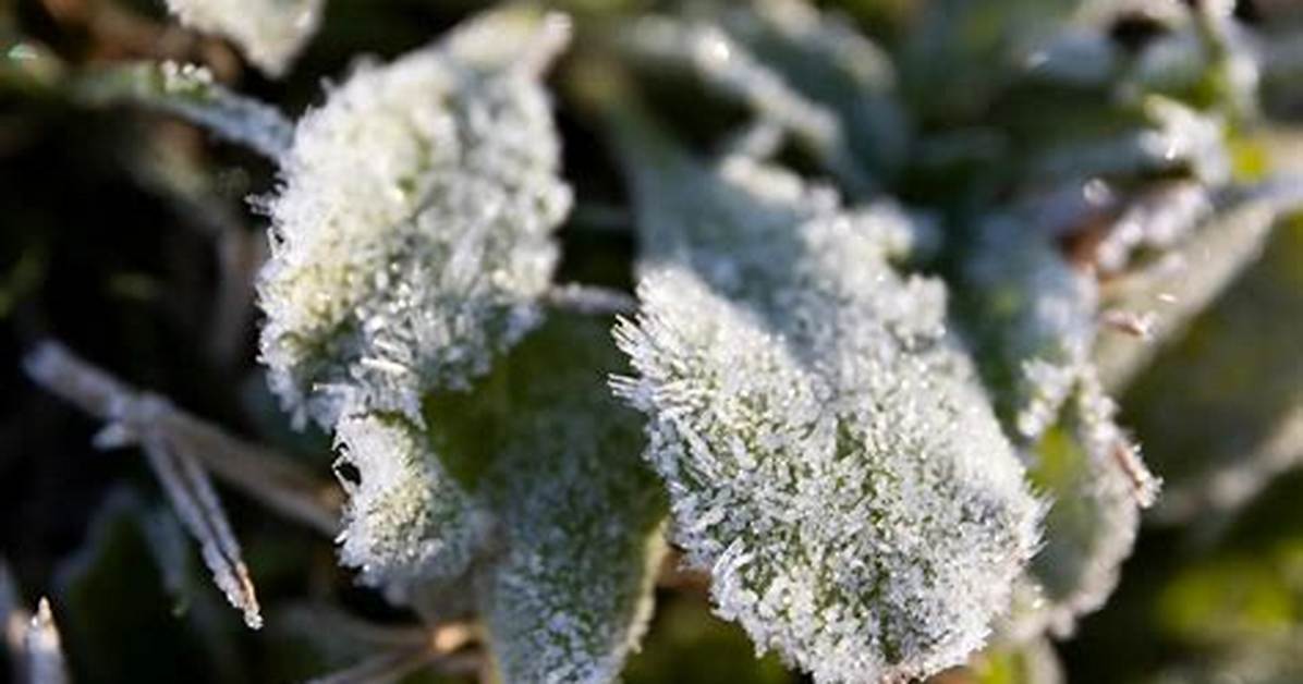 Does Frost Kill Acers?
