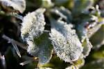 Does Frost Kill Acers?