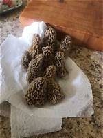 Does Frost Kill Morels?