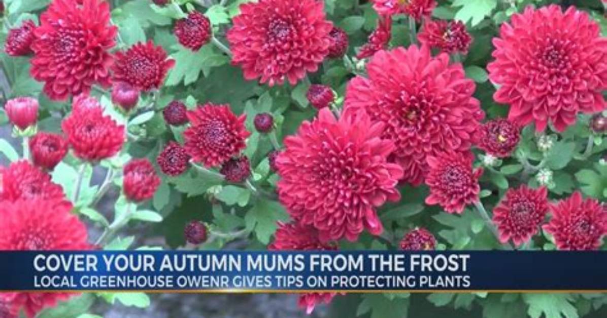 Does Frost Kill Mums?