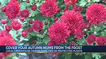 Does Frost Kill Mums?