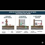 Does Fumigation Kill Mice?