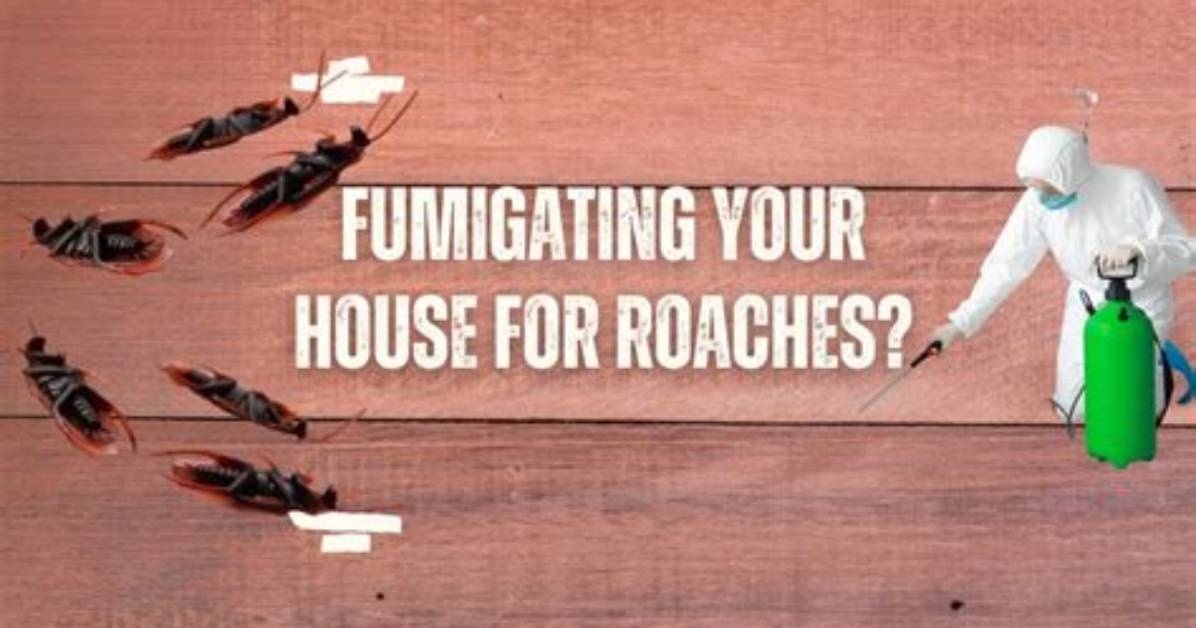 Does Fumigation Kill Roaches?