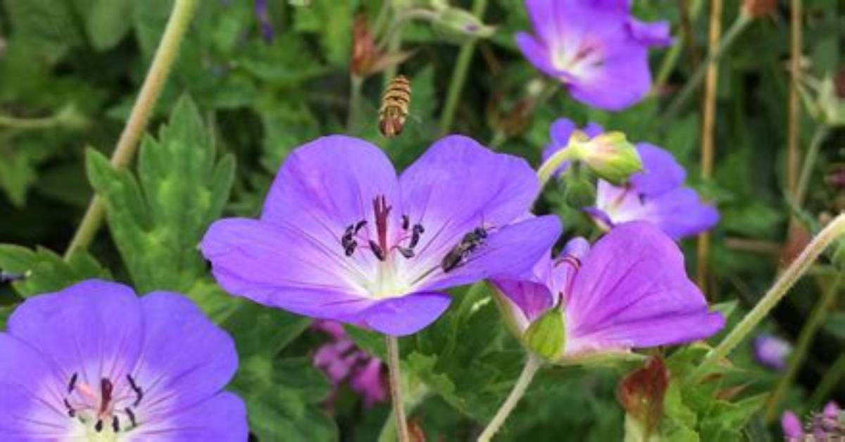 Does Geranium Rozanne Attract Bees?