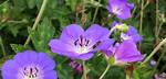 Does Geranium Rozanne Attract Bees?