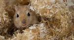 Does Gerbil Eat Insects?