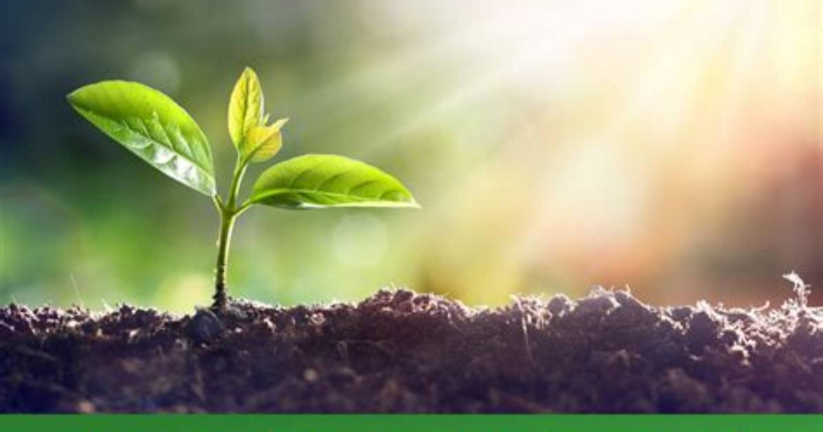 Does Germination Need Light?
