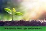 Does Germination Need Light?