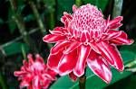 Does Ginger Have a Flower