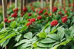 Does Ginseng Go Dormant? | Contextresponse. Com