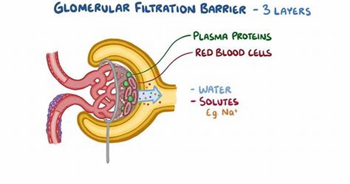 Does Glomerular Filtration Require Atp?