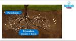 Does Glomus Fix Nitrogen?