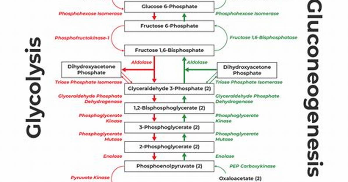 Does Gluconeogenesis Need Oxygen?