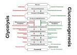 Does Gluconeogenesis Need Oxygen?
