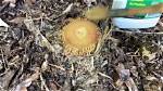 Does Glyphosate Kill Bamboo
