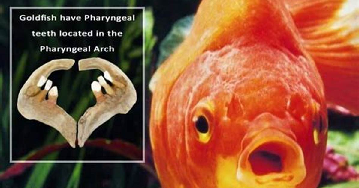 Does Goldfish Have Teeth?