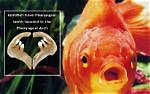 Does Goldfish Have Teeth?