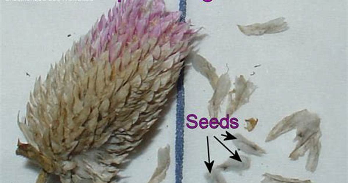 Does Gomphrena Seed Itself?