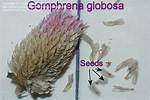 Does Gomphrena Seed Itself?