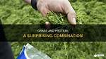 Does Grass Contain Fiber?
