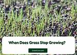 Does Grass Ever Stop Growing?