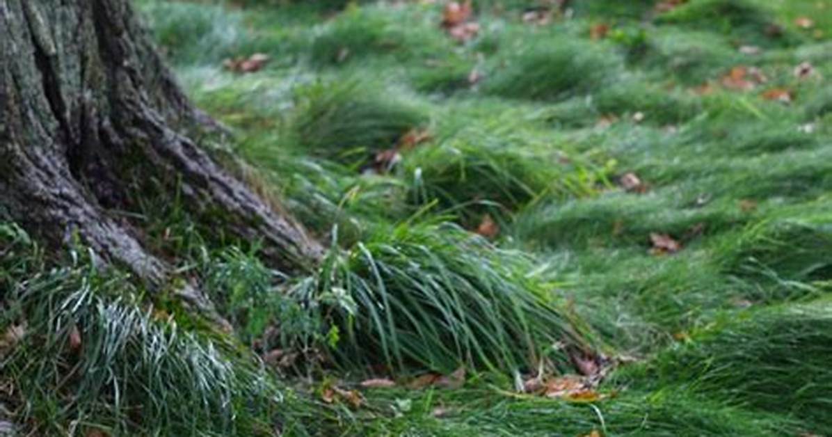 Does Grass Grow Under Trees?