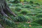 Does Grass Grow Under Trees?