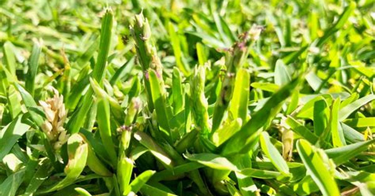 Does Grass Self Seed?