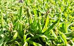 Does Grass Self Seed?