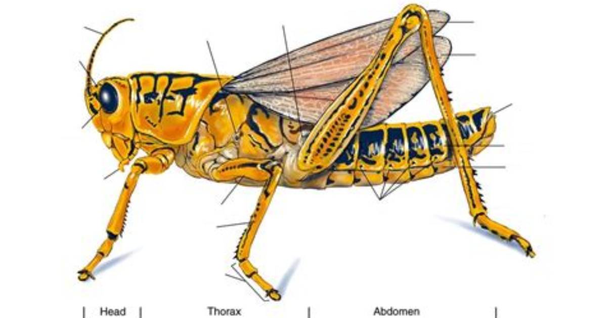Does Grasshopper Have Ceca?