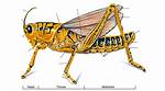 Does Grasshopper Have Ceca?