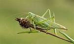 Does Grasshopper Have Eardrums?