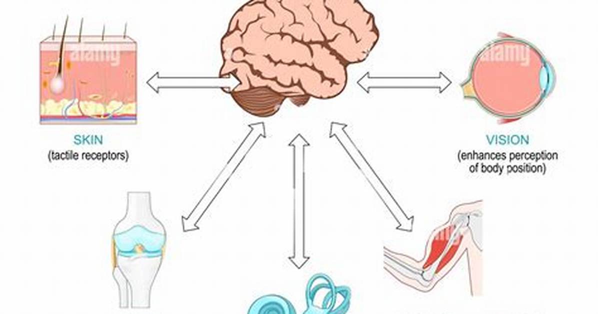 Does Gravity Affect Proprioception?