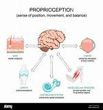 Does Gravity Affect Proprioception?