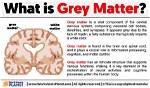 Does Gray Matter Have Axons?