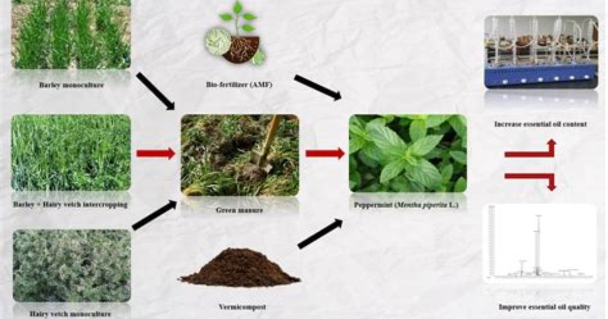 Does Green Manure Work?