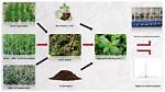Does Green Manure Work?