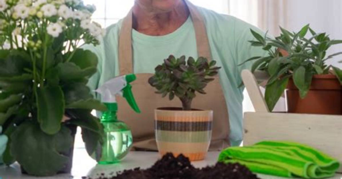 Does Greenery Help Reduce Stress?