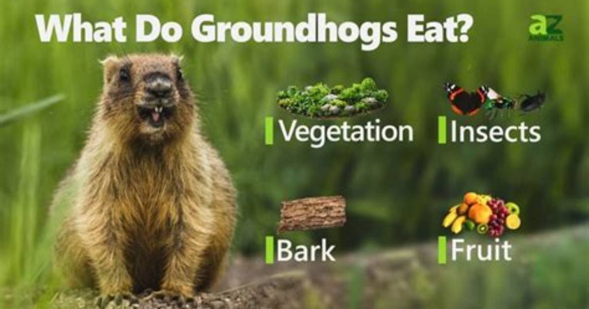 Does Groundhogs Eat Meat?