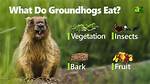 Does Groundhogs Eat Meat?