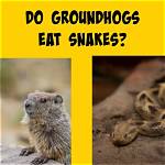 Does Groundhogs Eat Snakes?