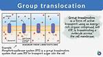 Does Group Translocation Require Energy